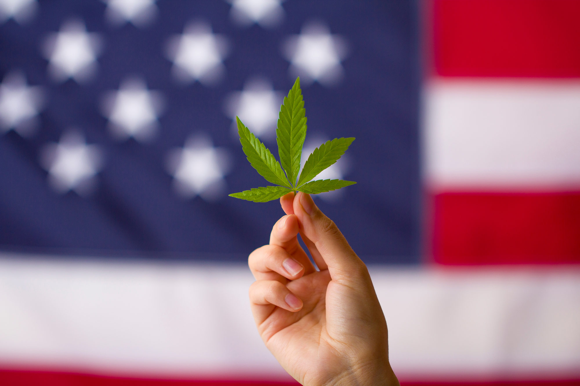 marijuana leaf with an american flag background